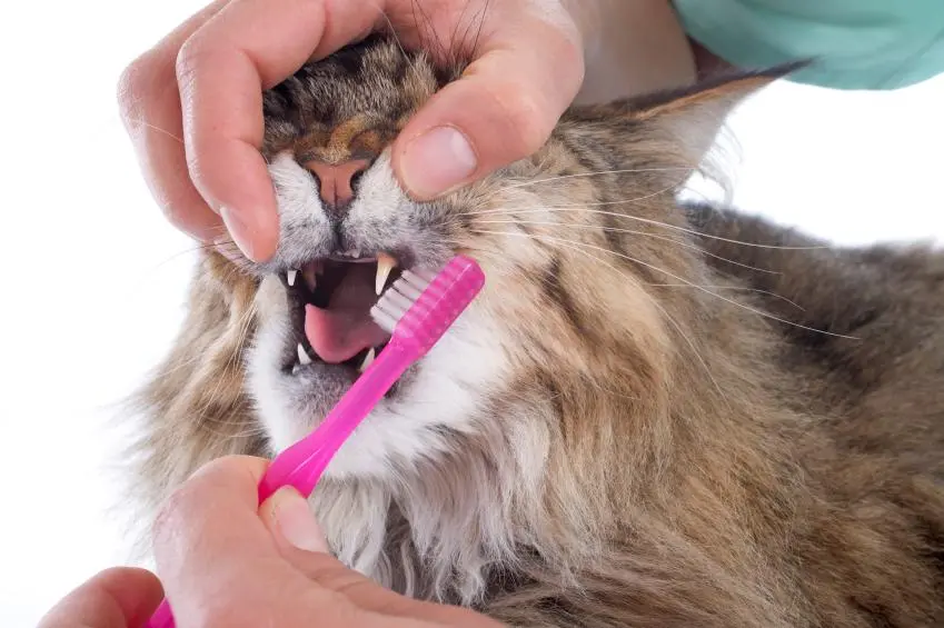 pasta de dientes para gatos - Cómo limpiar los dientes de mi gato sin cepillar
