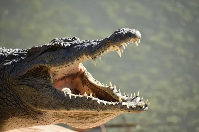 juego cocodrilo dientes - Cómo son los dientes de un cocodrilo