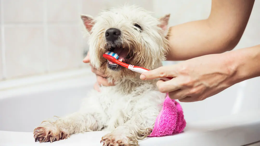 cepillo de dientes para perros - Cuántas veces hay que cepillar los dientes a un perro