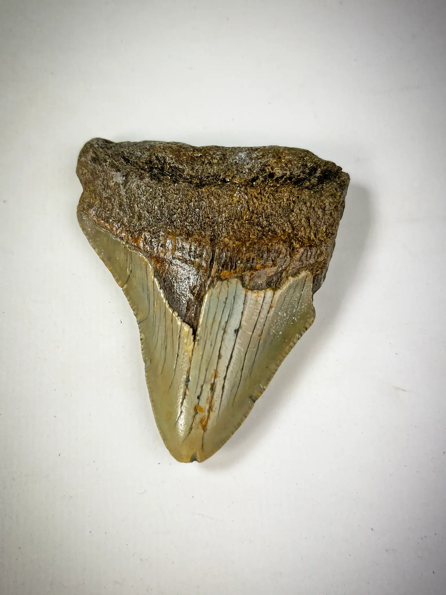 diente de megalodon - Cuánto pesa el diente del megalodón