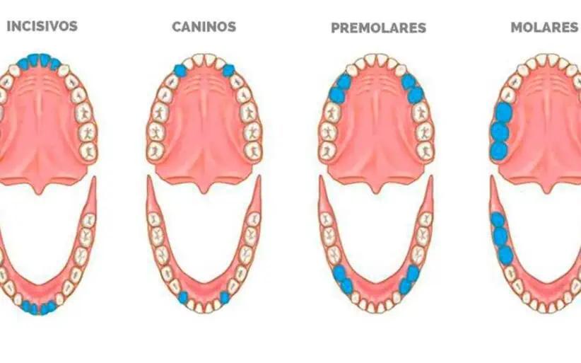 dientes molares - Dónde se ubican los dientes molares