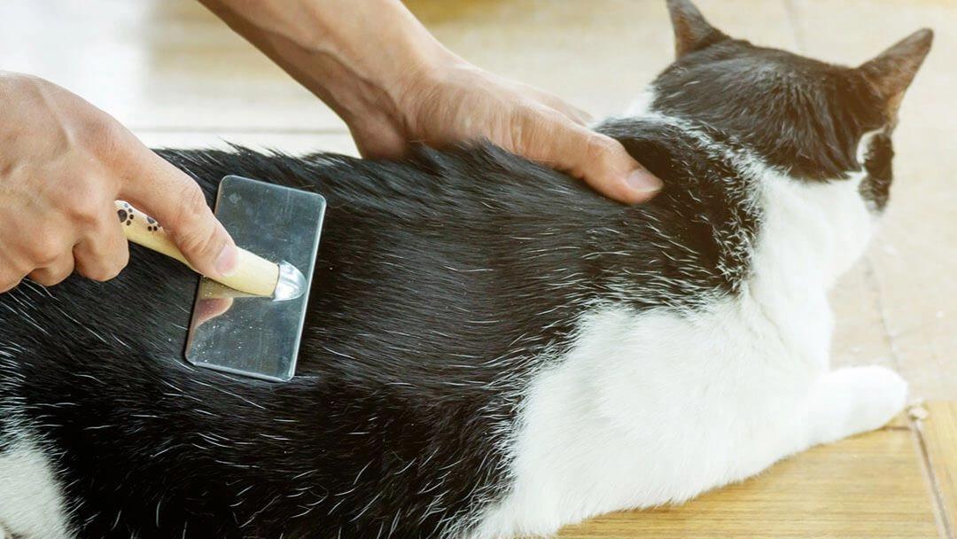 cepillo de dientes para gatos - Por qué cepillar a los gatos