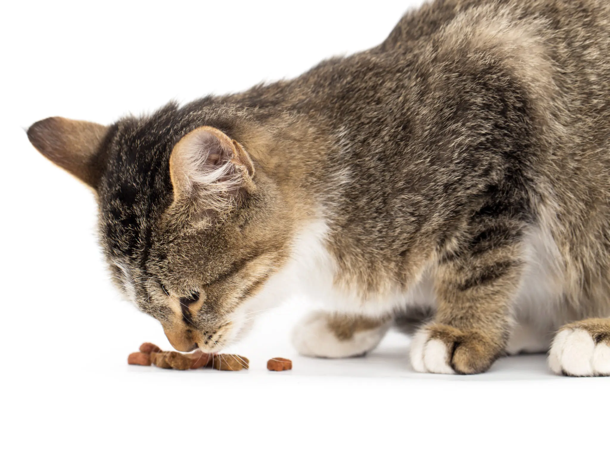 comida para gatos viejos sin dientes - Qué le puedo dar de comer a un gato anciano