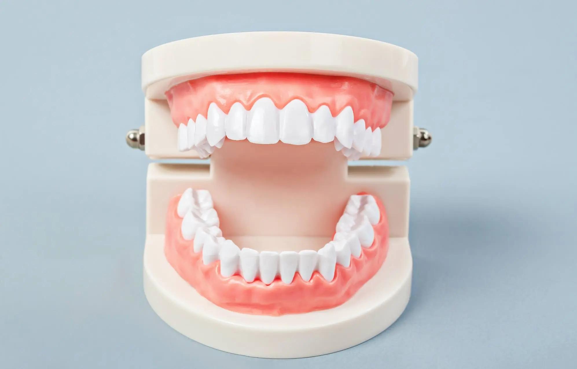 dientes premolares - Qué nombre reciben los premolares