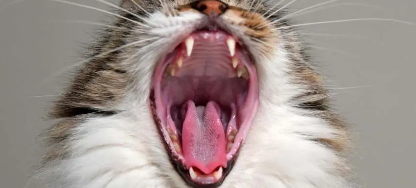 pasta de dientes para gatos - Qué pasa si no le limpio los dientes a mi gato