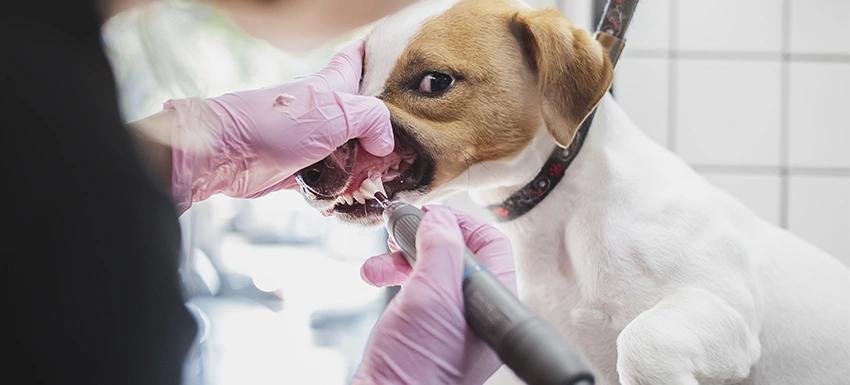 dentista de perros - Qué tan riesgosa es la profilaxis dental en perros